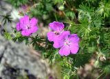 Geranium sanguineum