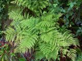 genus Athyrium. Взрослые растения. Приморский край, о. Русский, дубово-мелкоплодниковое редколесье, обочина дороги. 01.08.2016.