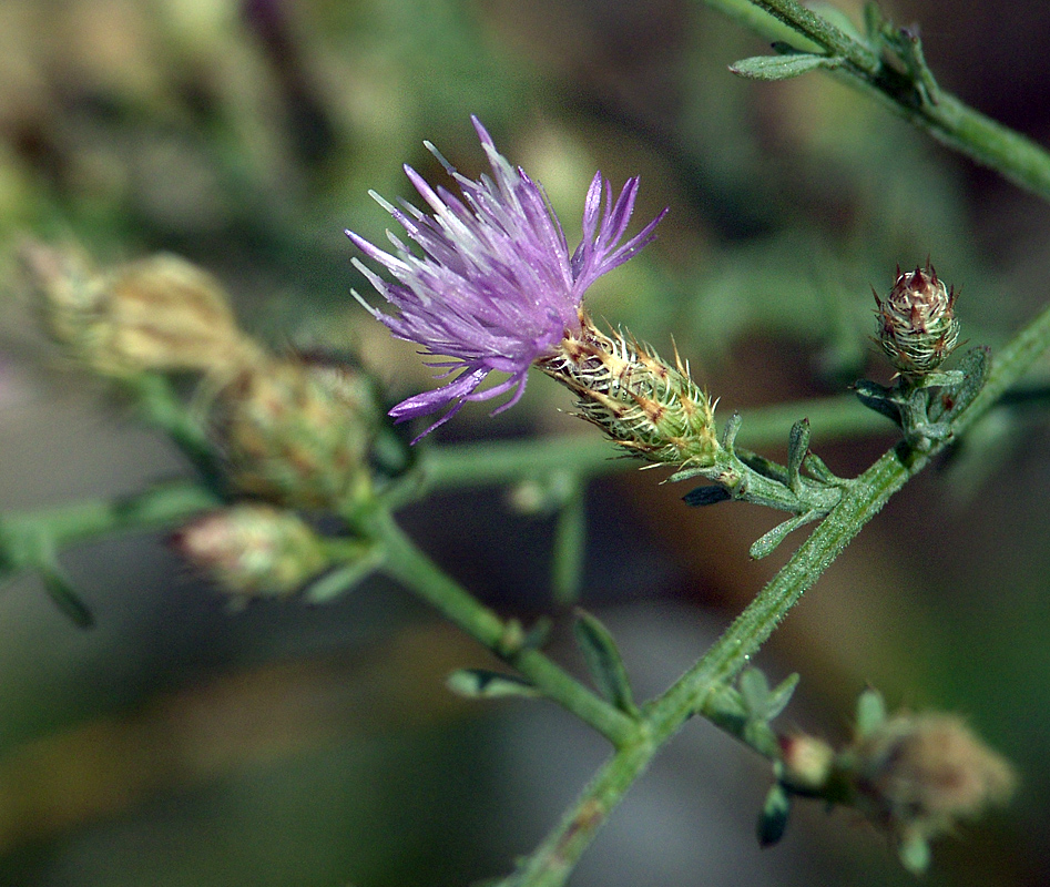 Image of Centaurea diffusa specimen.