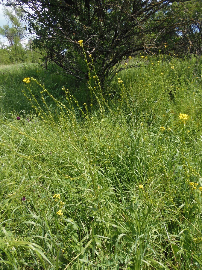 Image of Bunias orientalis specimen.