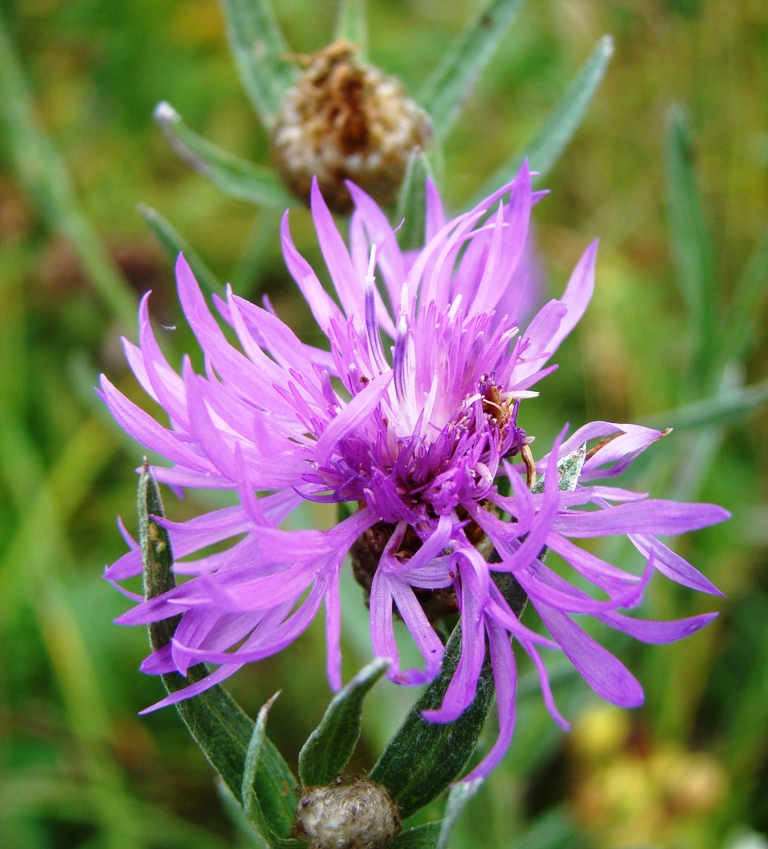 Изображение особи Centaurea jacea.