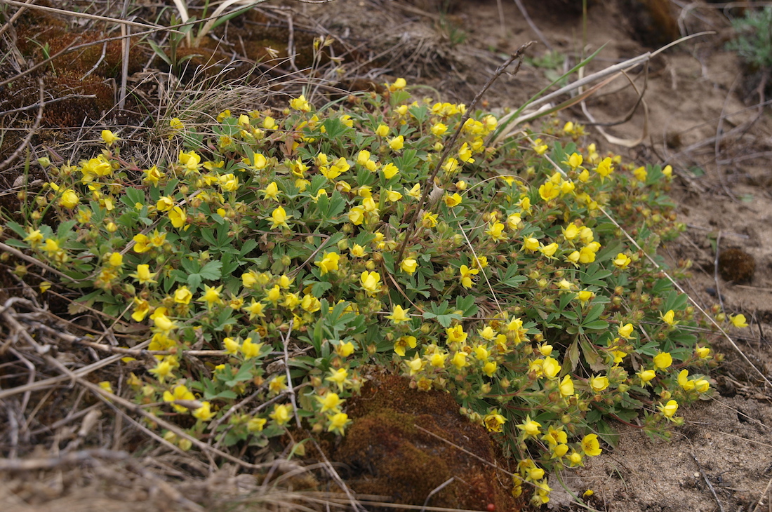 Изображение особи Potentilla incana.