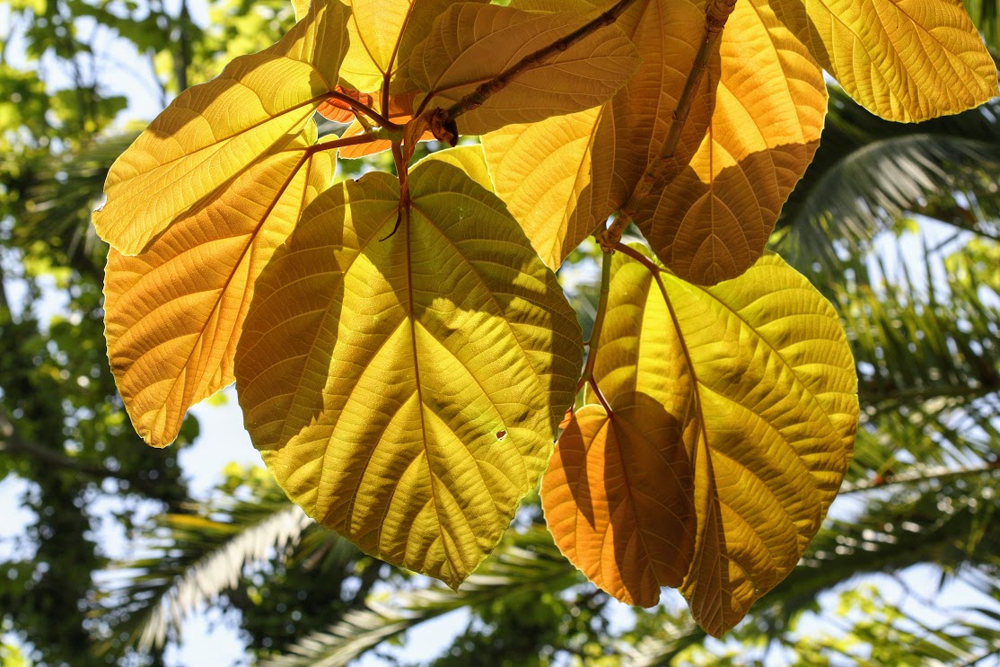 Image of Ficus auriculata specimen.