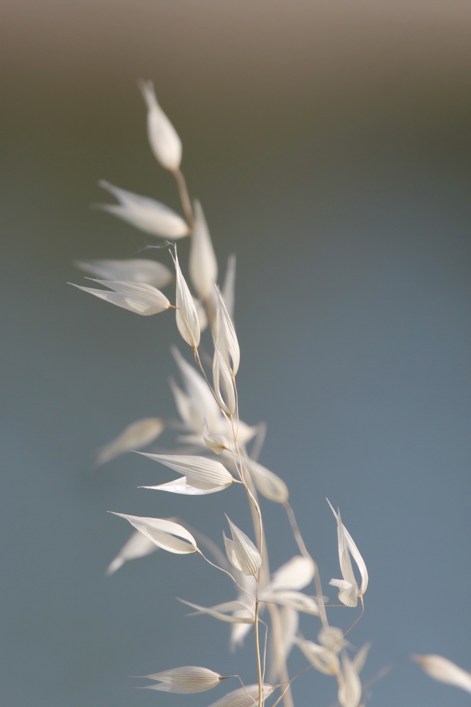 Image of genus Avena specimen.