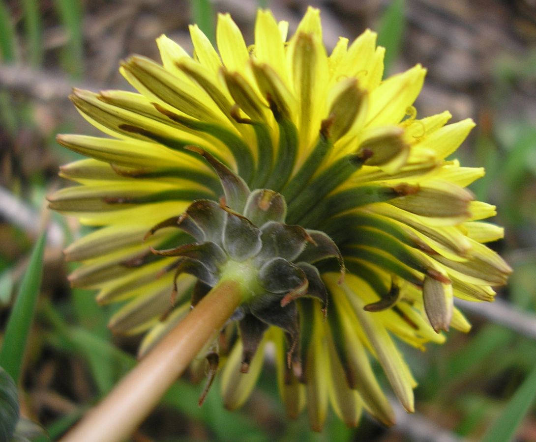 Image of genus Taraxacum specimen.