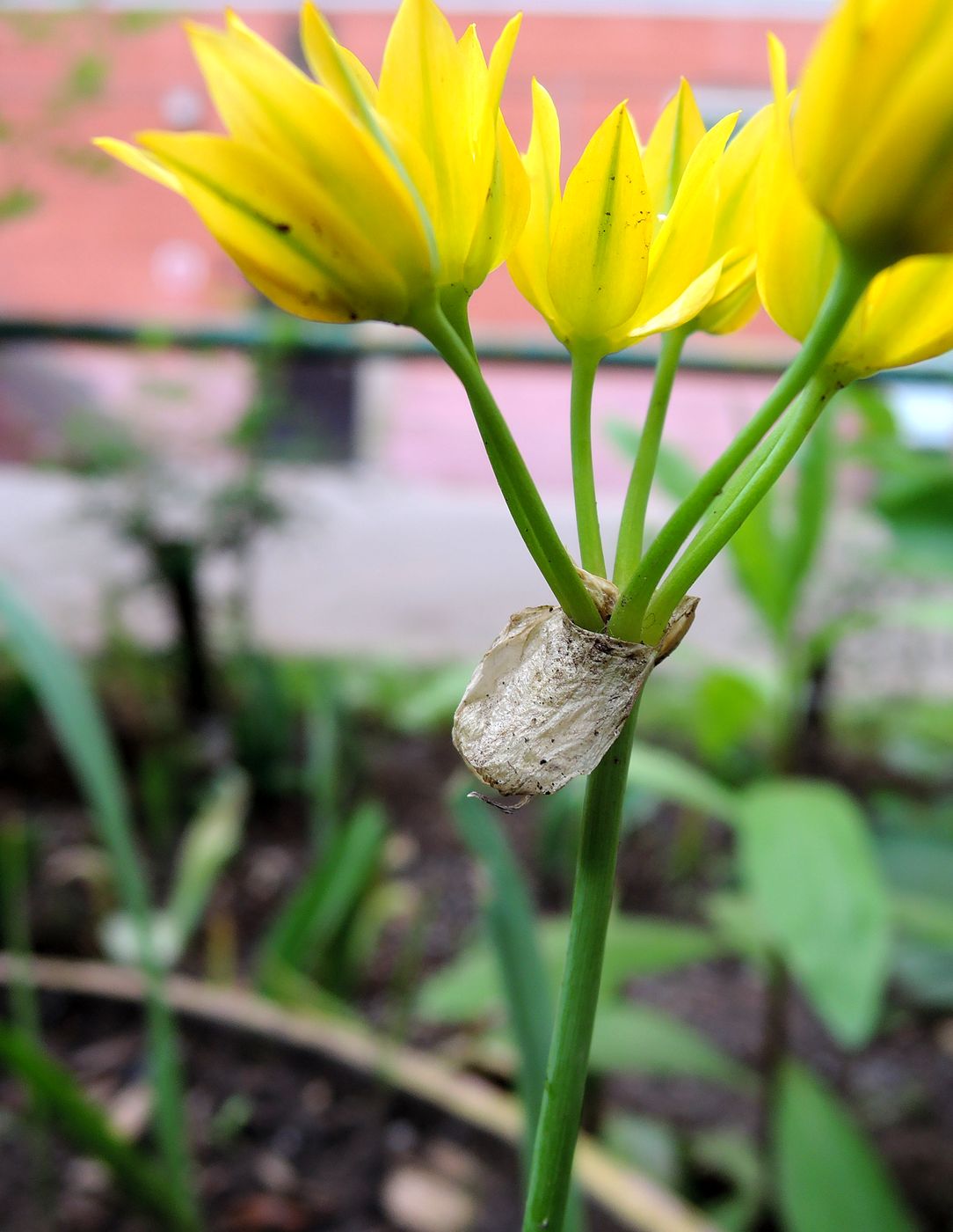 Изображение особи Allium moly.