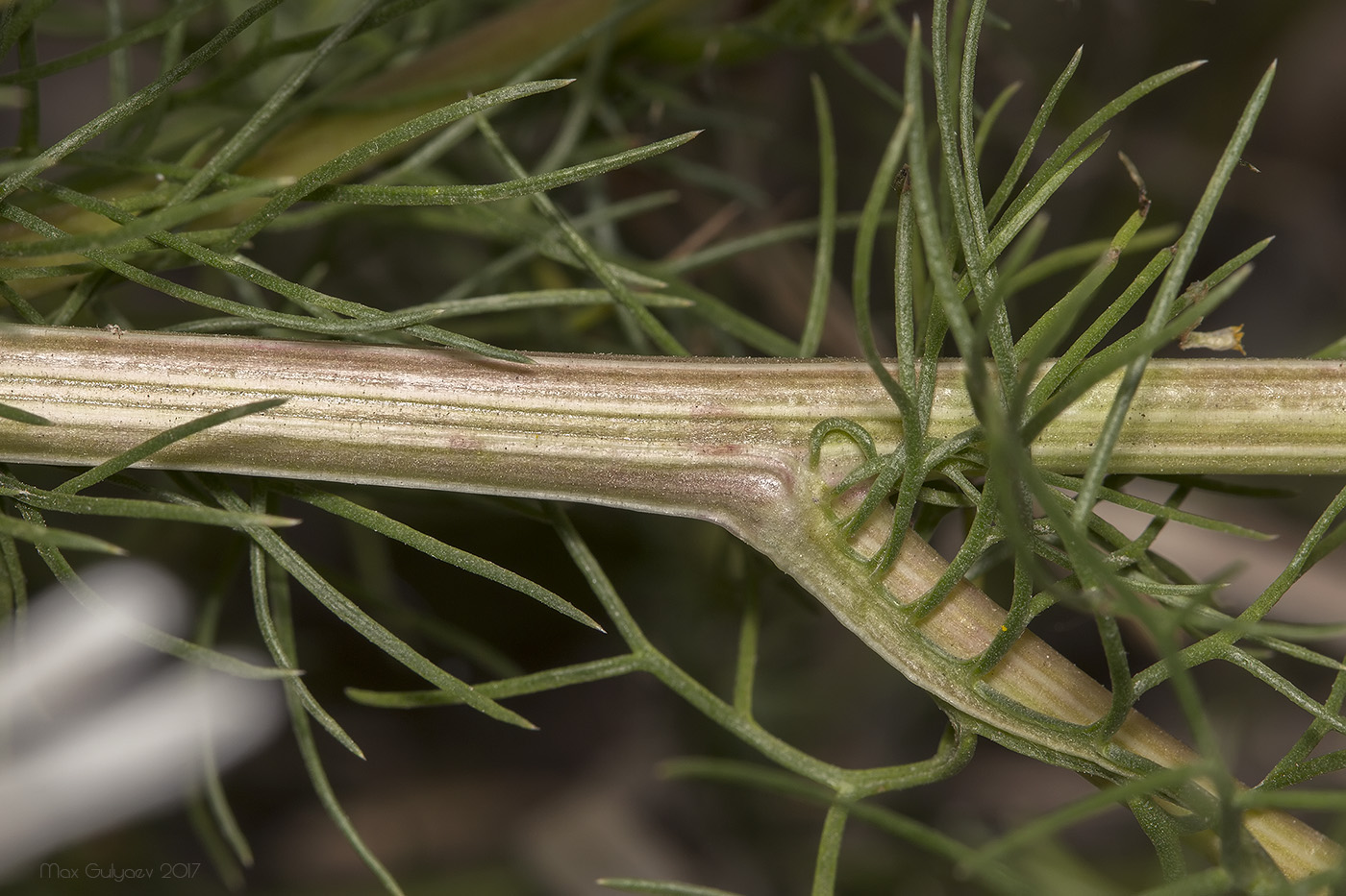 Image of Tripleurospermum inodorum specimen.