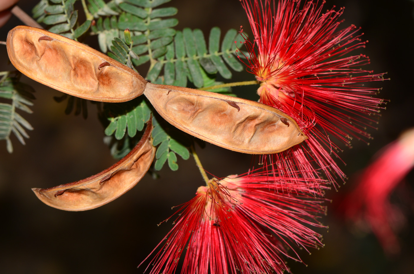 Image of Calliandra californica specimen.