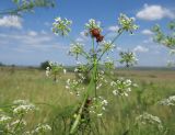 Chaerophyllum bulbosum