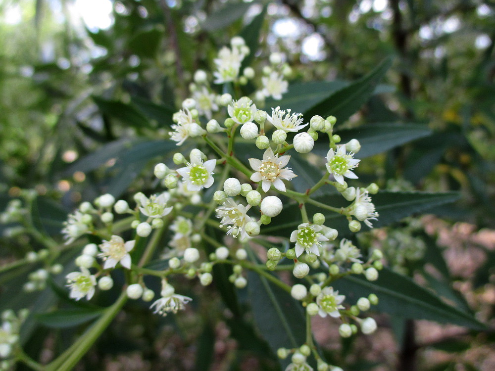 Изображение особи Ceratopetalum gummiferum.