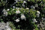 Iberis sempervirens. Цветущее растение, растущее в кусте Rhamnus saxatilis. Греция, о-в Крит, ном Ханья (Νομός Χανίων), дим Сфакион (Δήμος Σφακίων), горный массив Лефка Ори (Λευκά Όρη), 1800 м н.у.м., каменистая осыпь. 21 июня 2017 г.