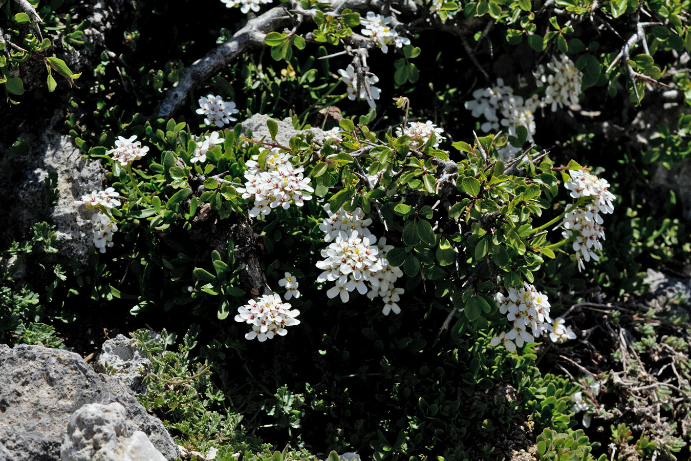 Изображение особи Iberis sempervirens.