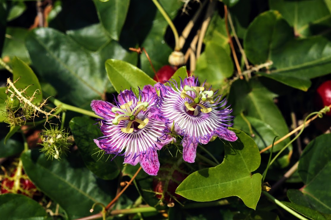 Image of Passiflora foetida specimen.