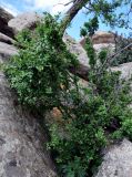 Ribes pulchellum. Взрослое растение. Монголия, аймак Туве, окр. г. Эрдэнэсант, ≈ 1400 м н.у.м., расщелина в скале. 01.06.2017.