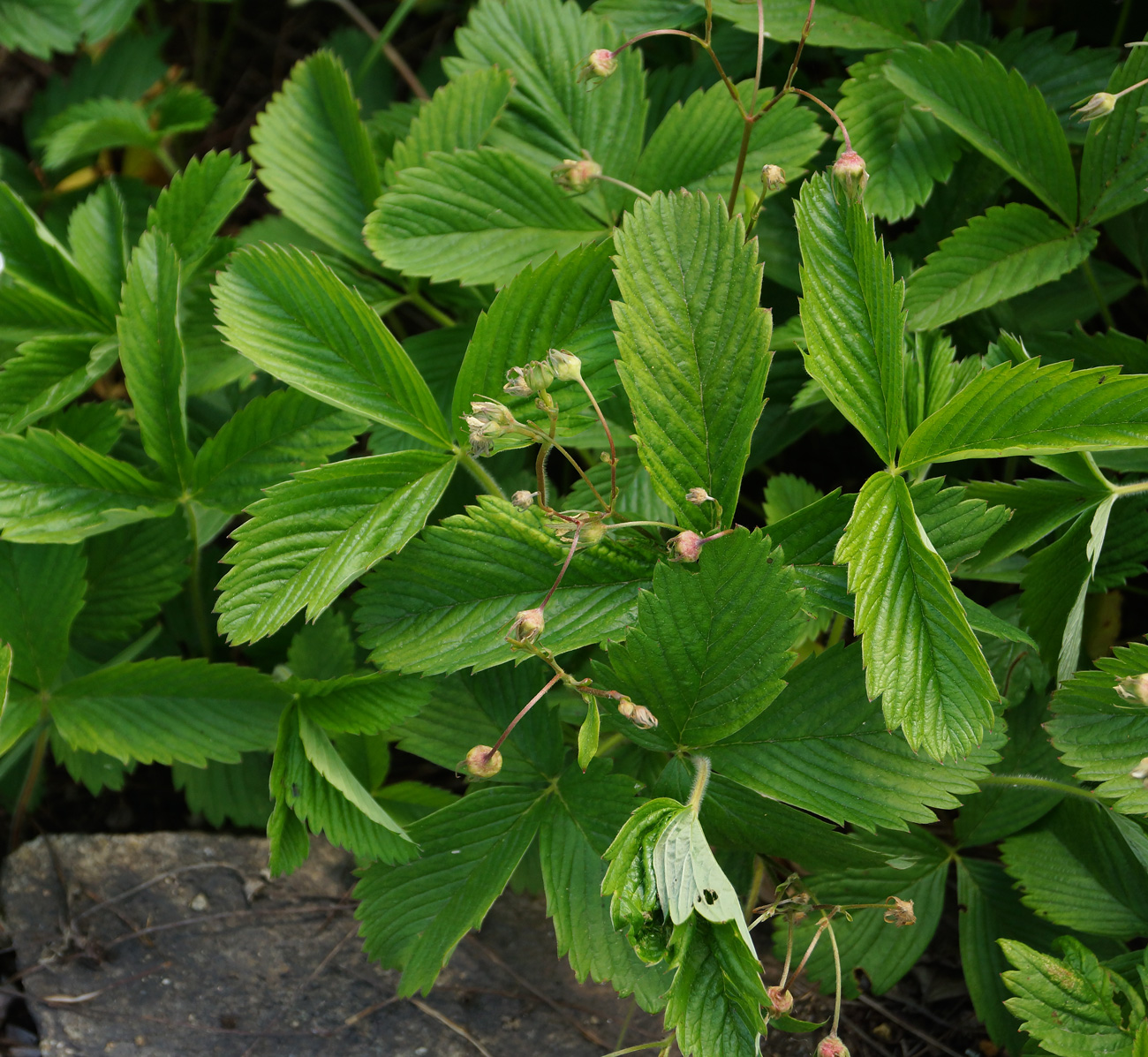 Image of Fragaria viridis specimen.