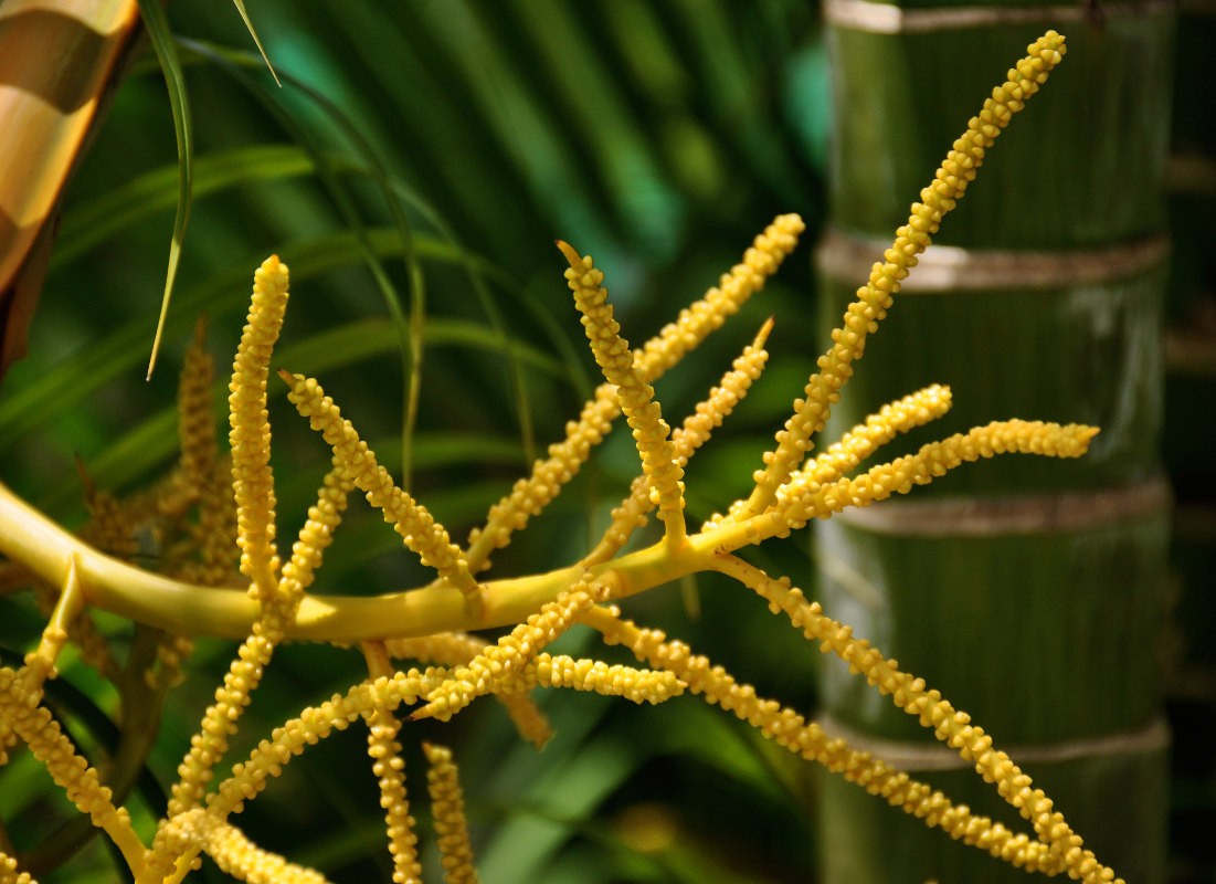 Image of Dypsis lutescens specimen.