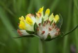 Anthyllis macrocephala