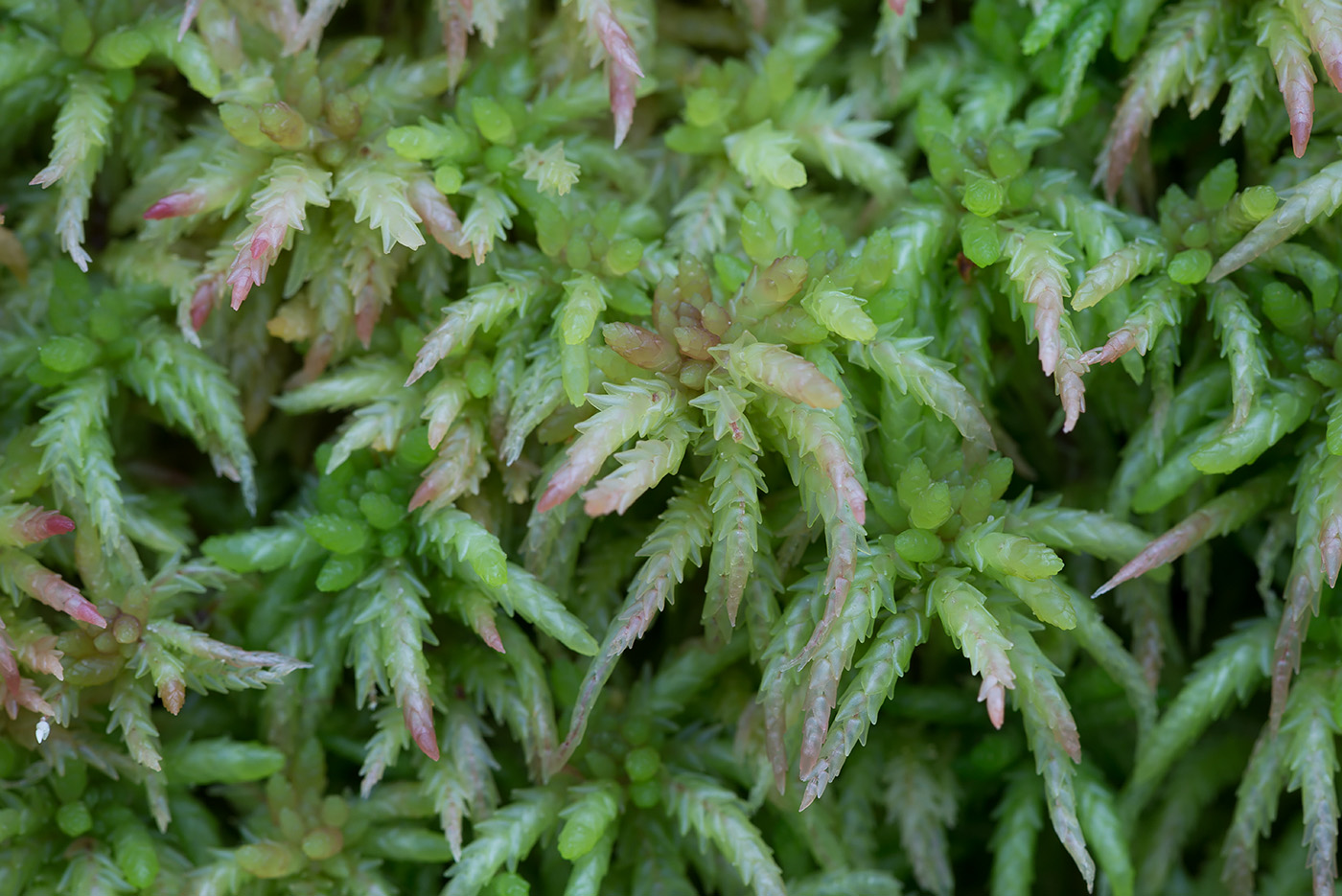 Image of Sphagnum divinum specimen.