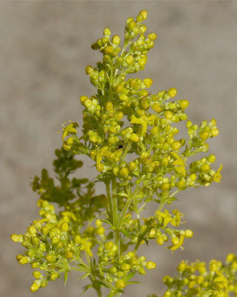 Изображение особи Galium verum.