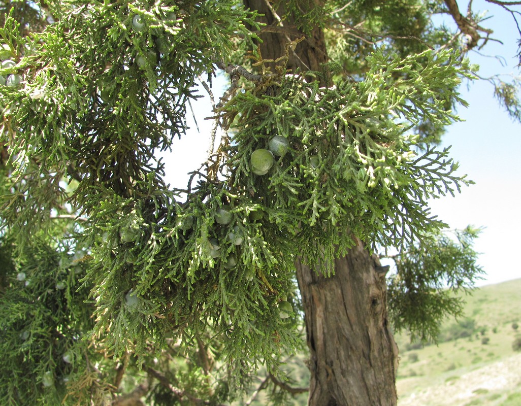 Изображение особи Juniperus polycarpos.