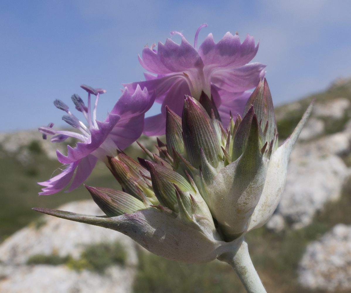 Image of Dianthus andrzejowskianus specimen.