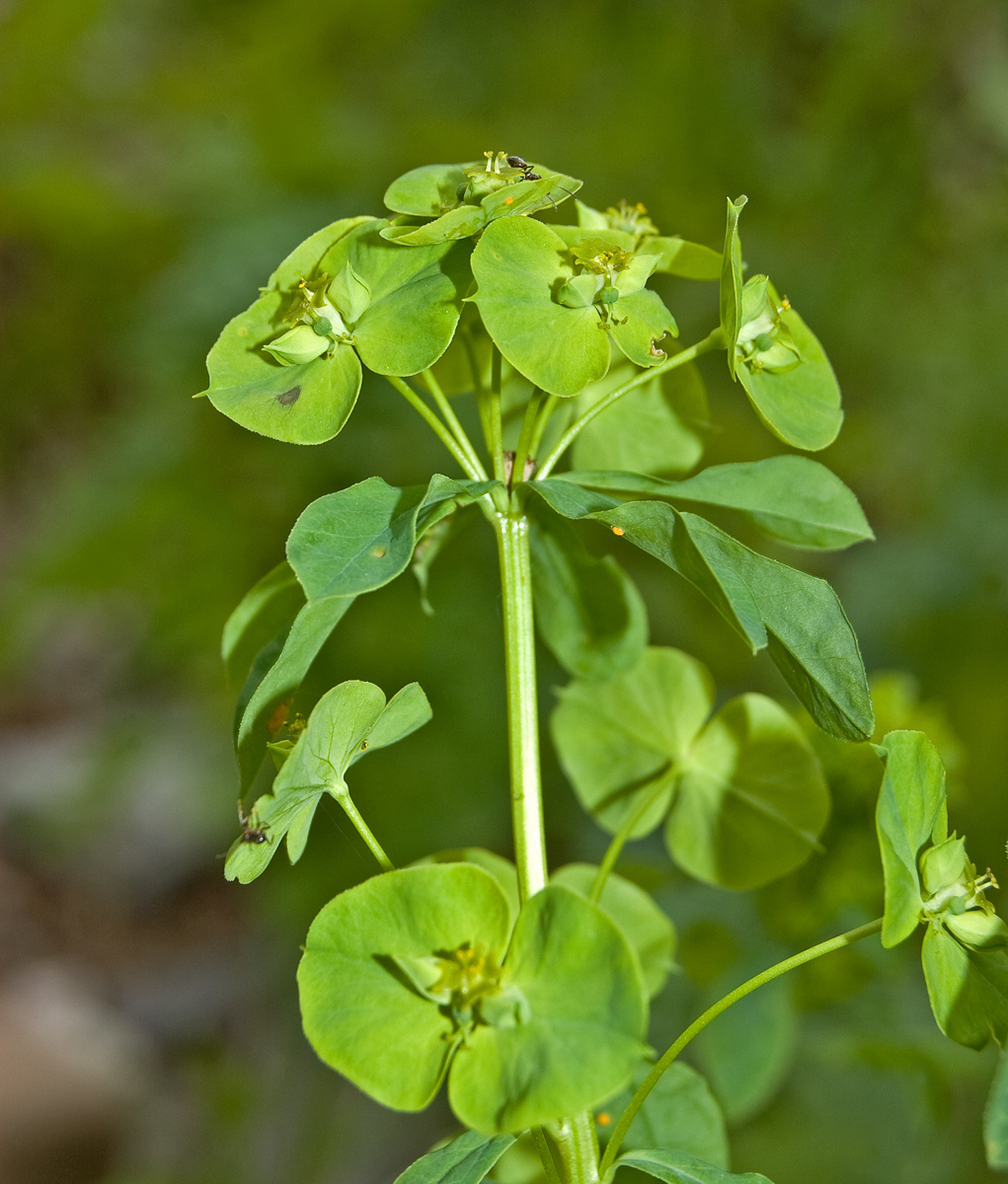 Image of Euphorbia borodinii specimen.