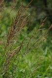 Calamagrostis phragmitoides. Соцветия. Тверская обл., Осташковский р-н, дер. Кравотынь, берег речки. 04.07.2018.