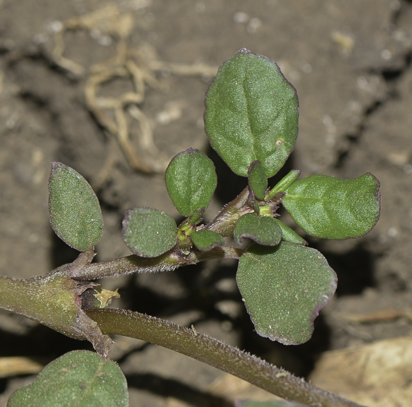 Изображение особи Trianthema portulacastrum.