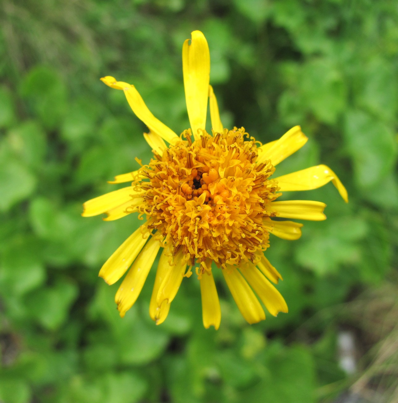 Image of Dolichorrhiza caucasica specimen.