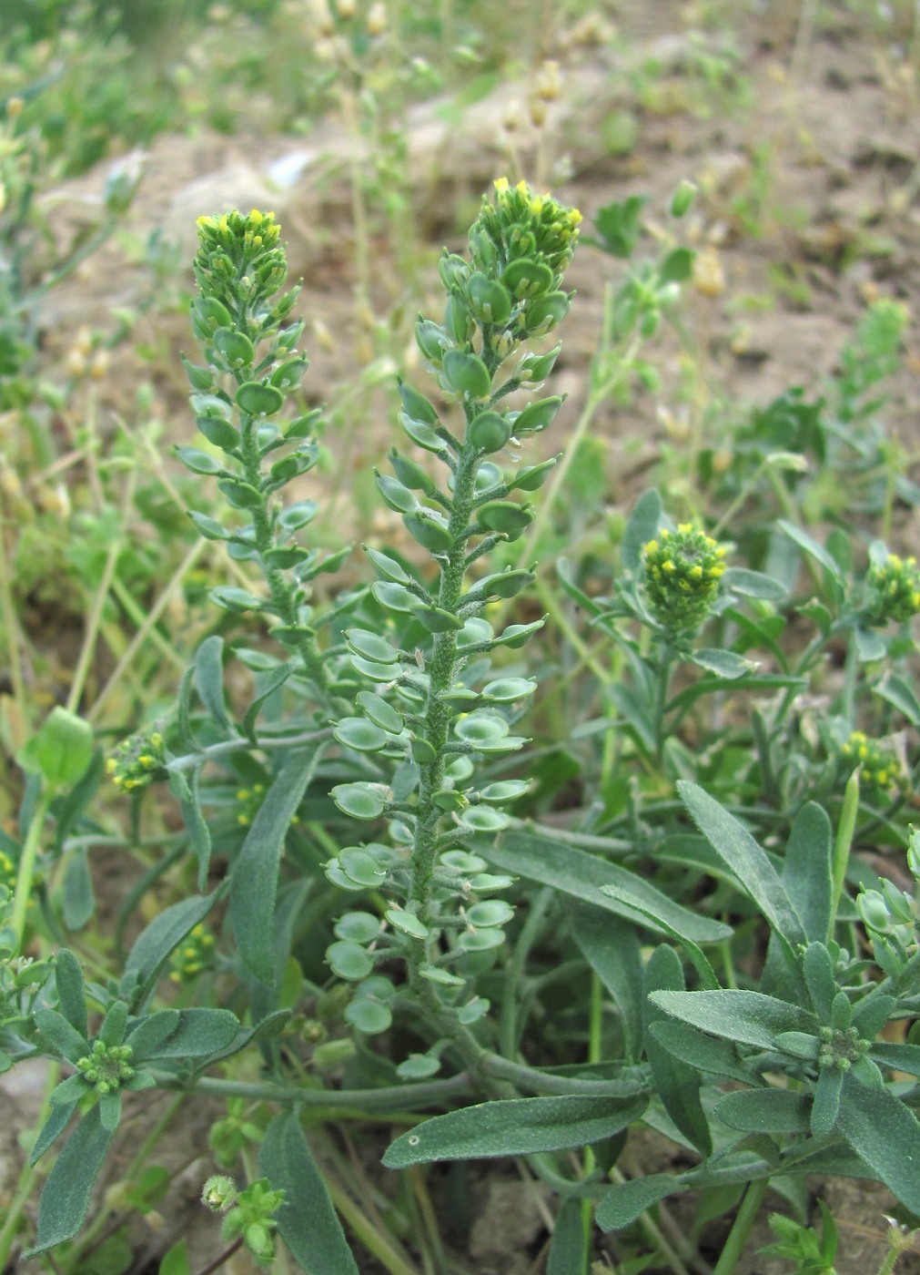 Image of Alyssum turkestanicum var. desertorum specimen.