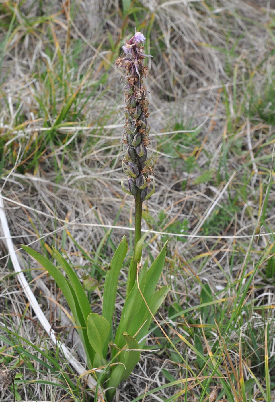 Image of Gymnadenia conopsea specimen.