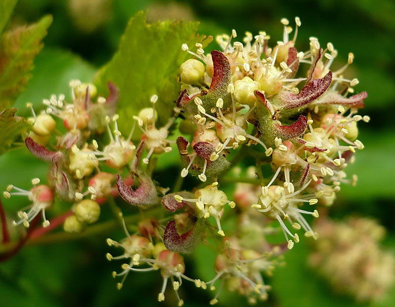 Image of Acer tataricum specimen.