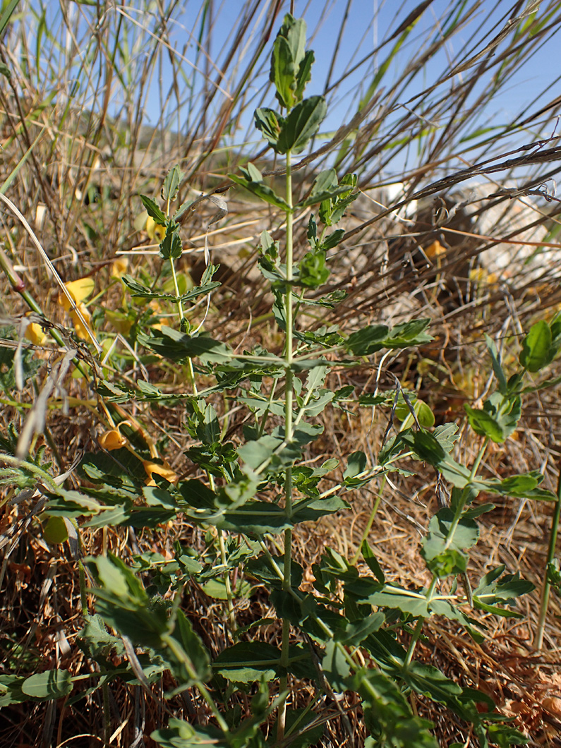 Image of Hypericum triquetrifolium specimen.