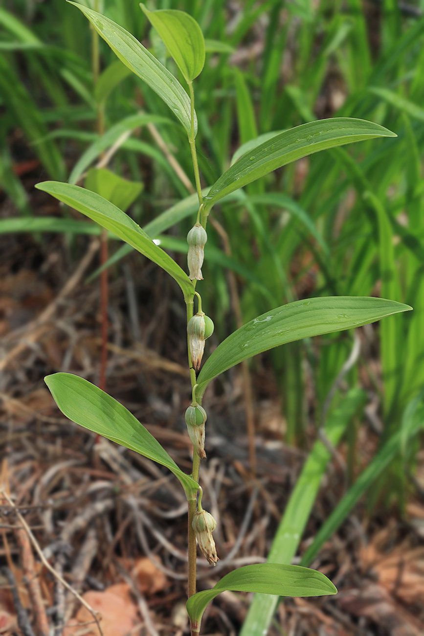 Image of Polygonatum humile specimen.