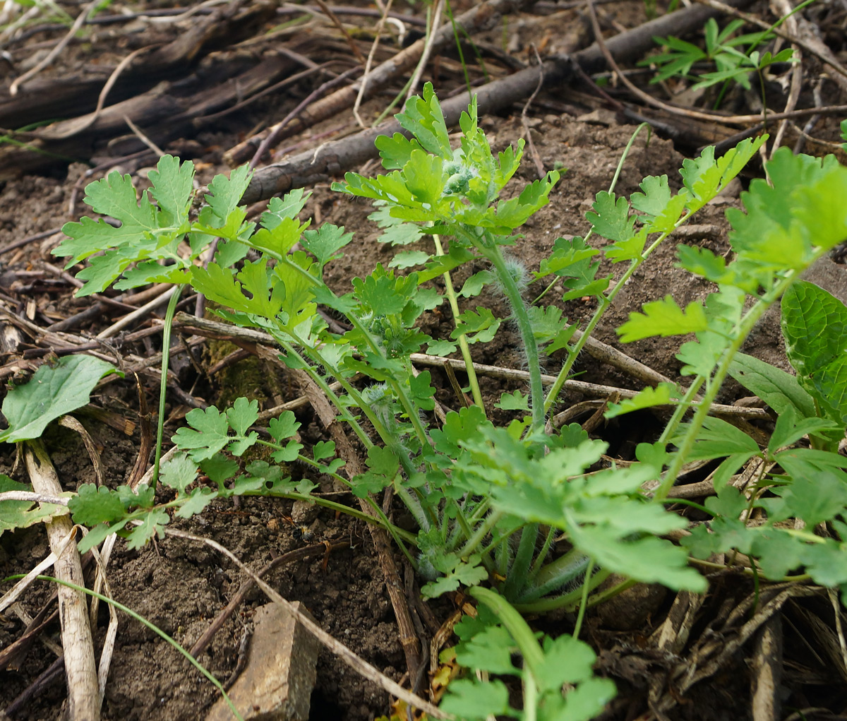 Изображение особи Chelidonium majus.