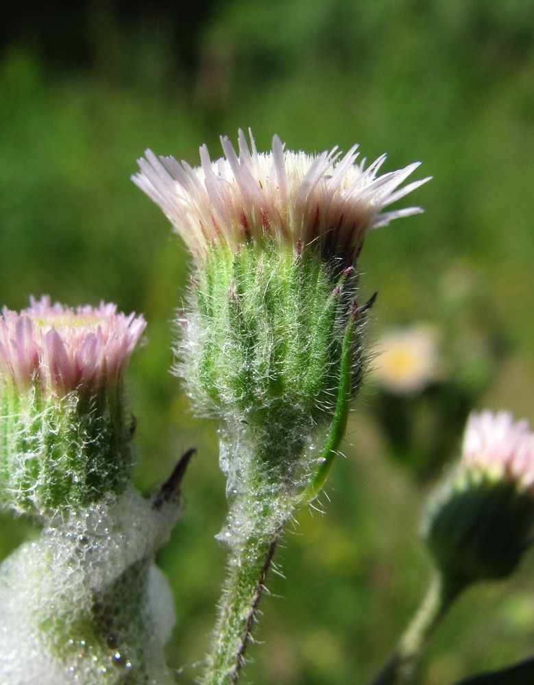 Image of Erigeron acris specimen.