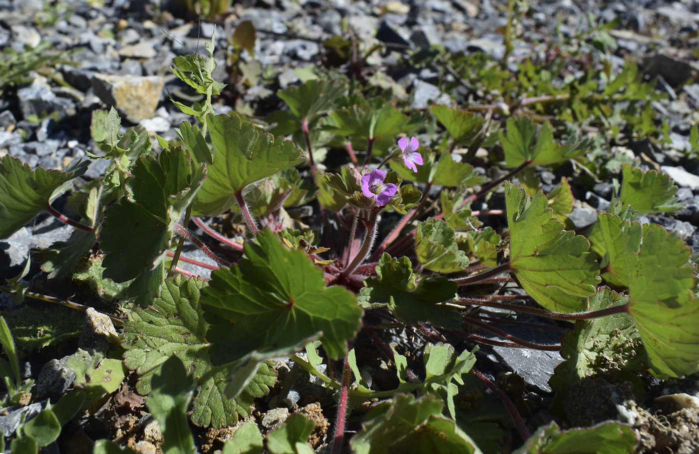 Изображение особи Geranium rotundifolium.