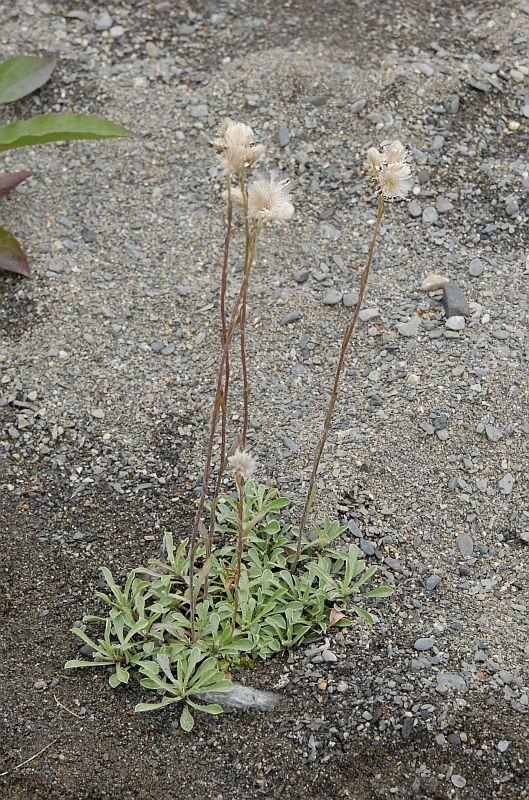 Image of Antennaria dioica specimen.