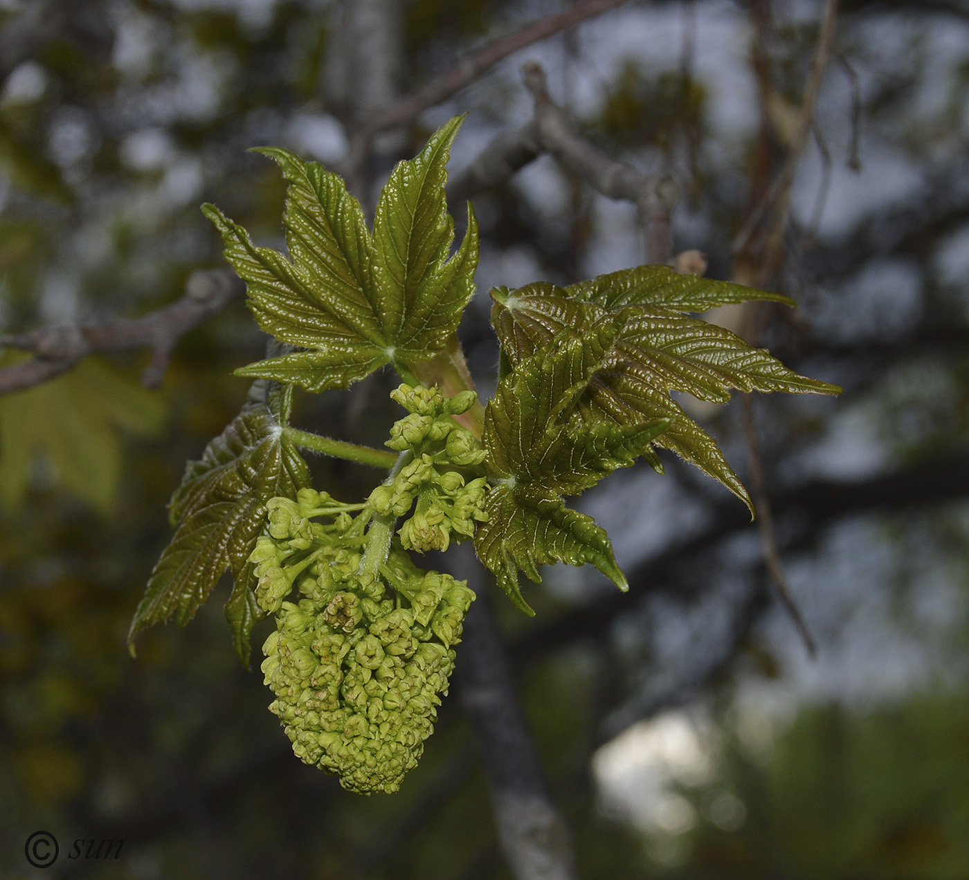 Image of Acer pseudoplatanus specimen.