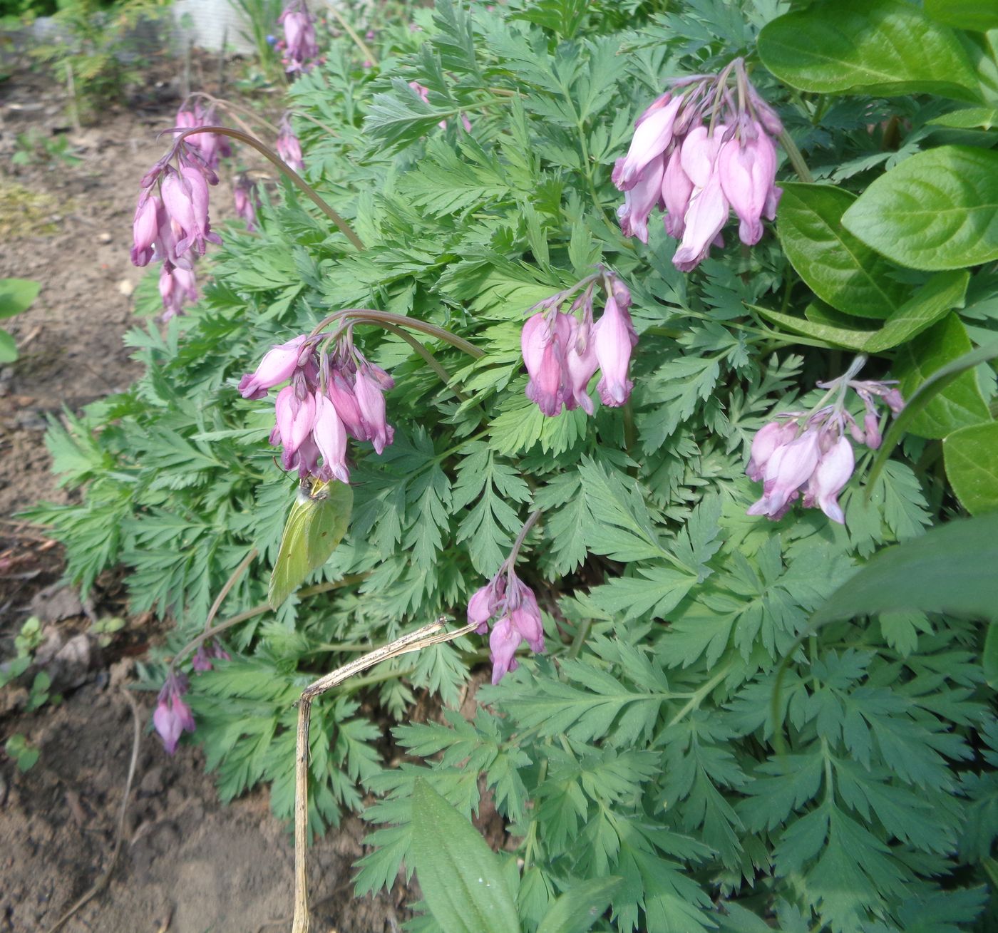 Image of Dicentra formosa specimen.