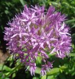 genus Allium