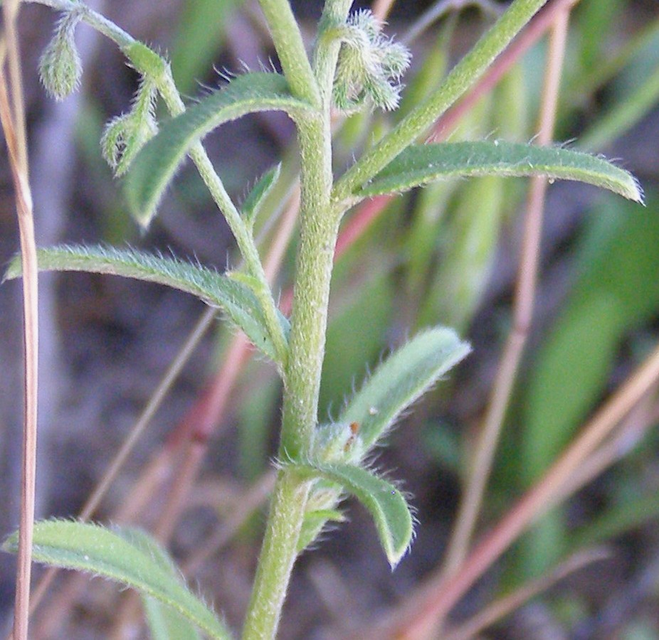 Image of Rochelia retorta specimen.