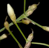 Convolvulus floridus