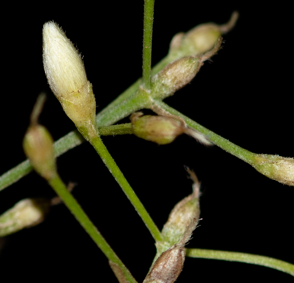 Image of Convolvulus floridus specimen.