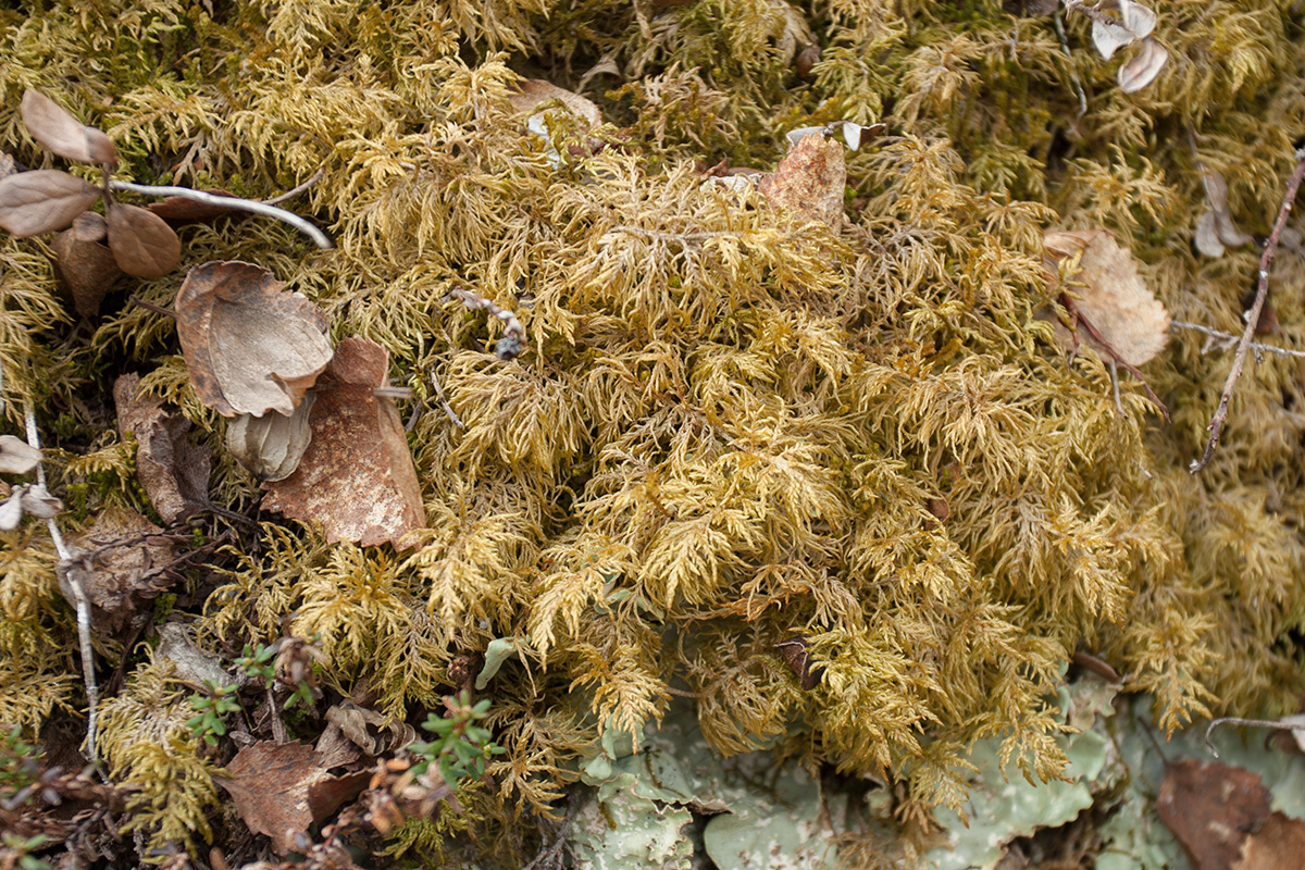 Image of Hylocomium splendens specimen.