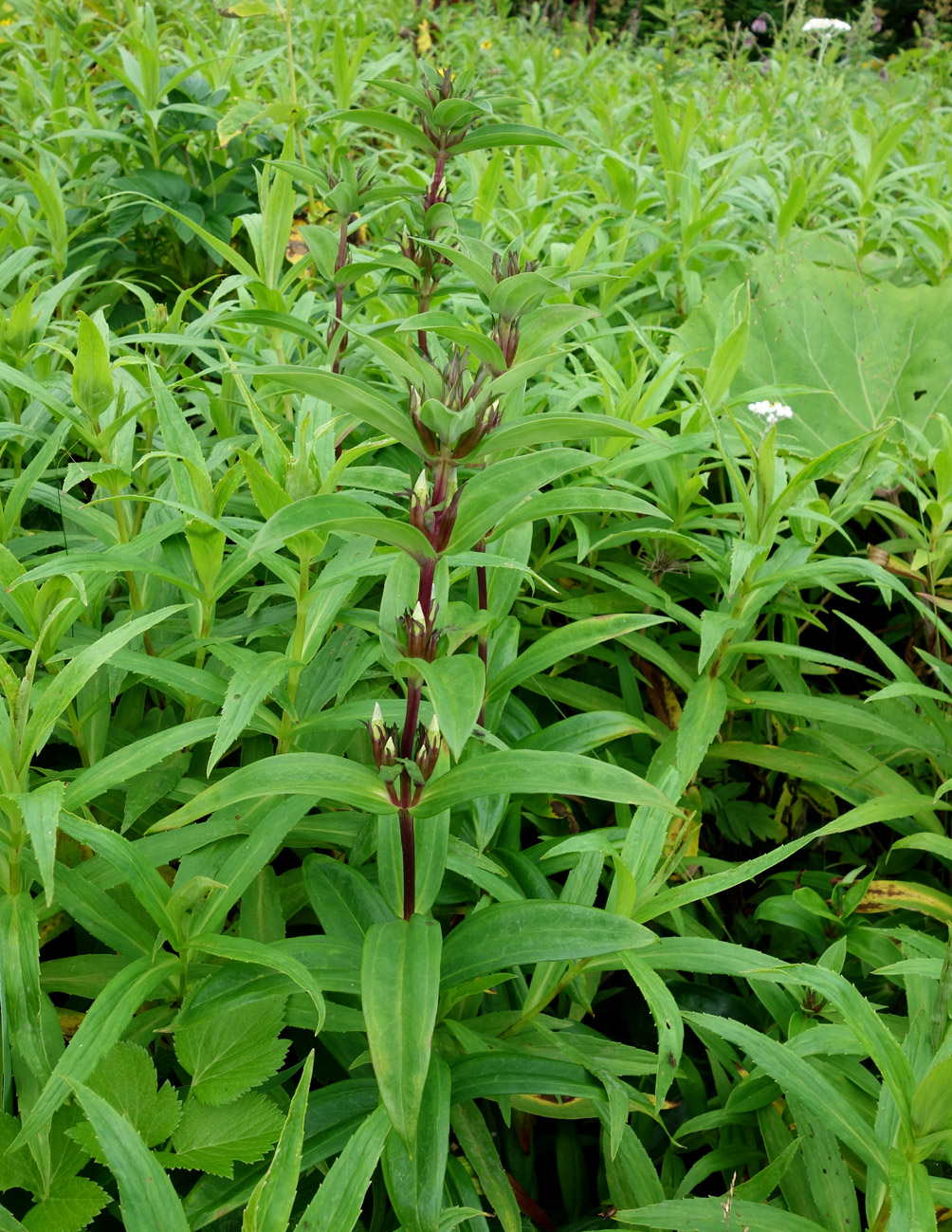 Image of Gentiana axillariflora specimen.