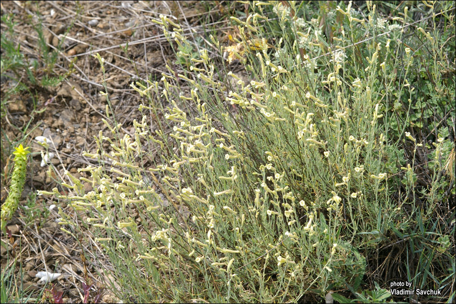 Image of Silene syreistschikowii specimen.