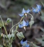 Trichodesma boissieri