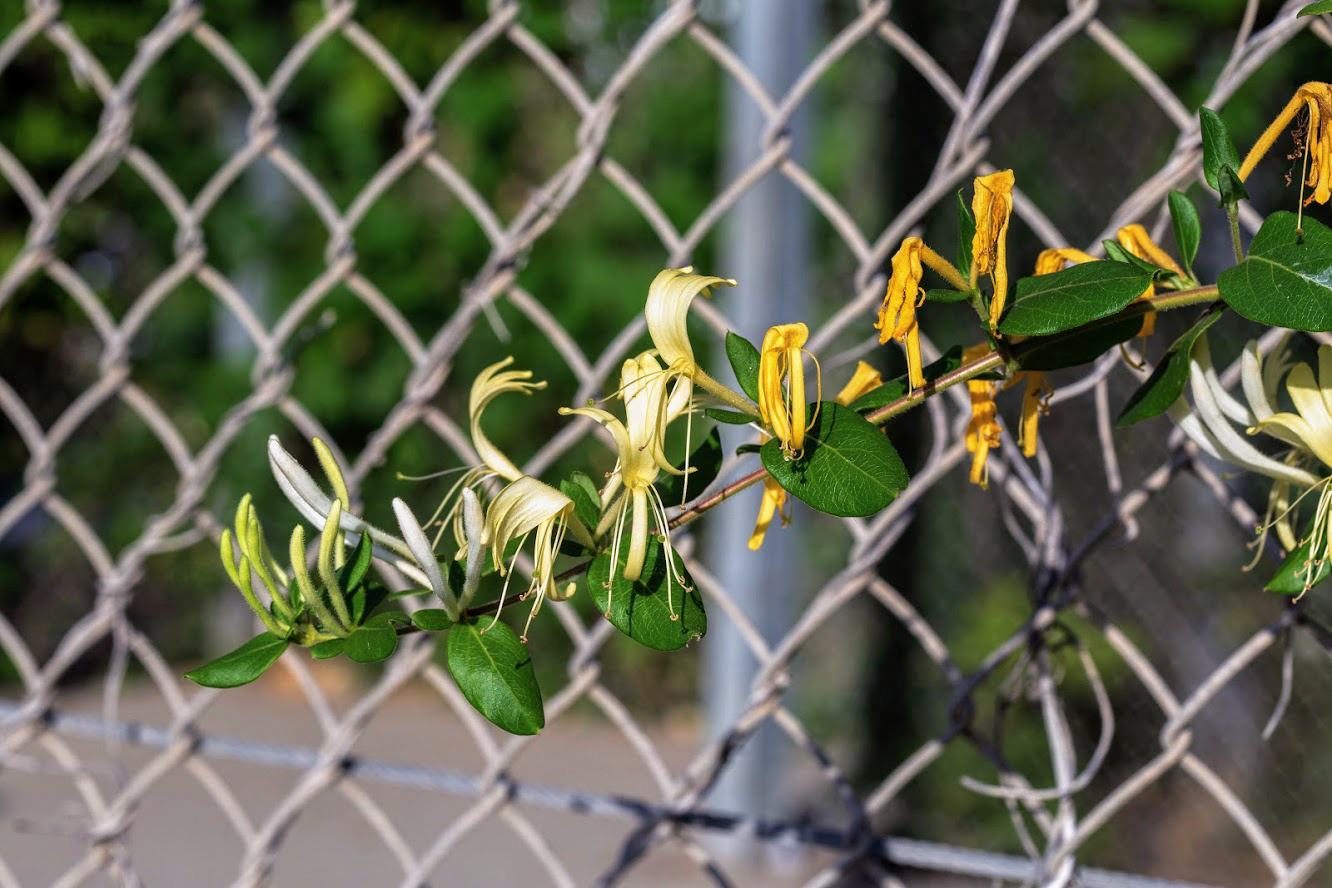 Image of Lonicera japonica specimen.