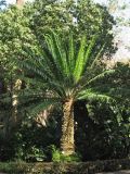 Encephalartos laurentianus. Вегетирующее растение. Испания, Канарские о-ва, Тенерифе, ботанический сад в Пуэрто-де-ла-Крус, в культуре. 6 марта 2008 г.